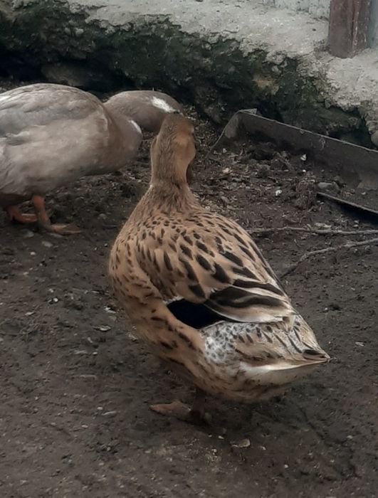 La schimb  rată salbatica