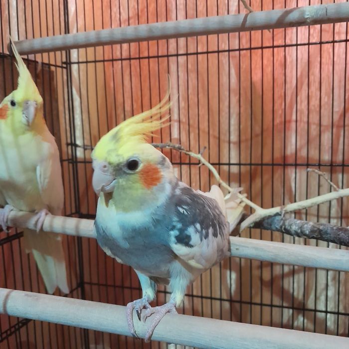 продажа корелл в хороший дом