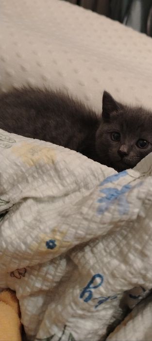 Котёнок девочка британка короткошёрстая