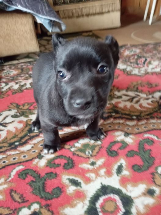 Метисы питбуля и дворняги