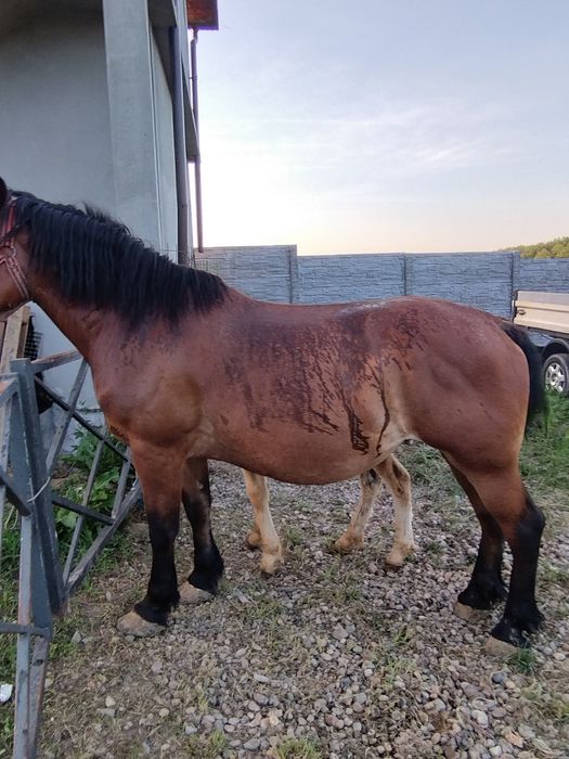 De vânzare iapa de 8ani cu mânz de 3 luni