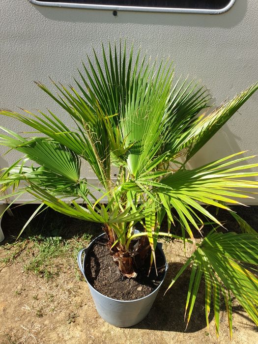 Vand palmier Washingtonia