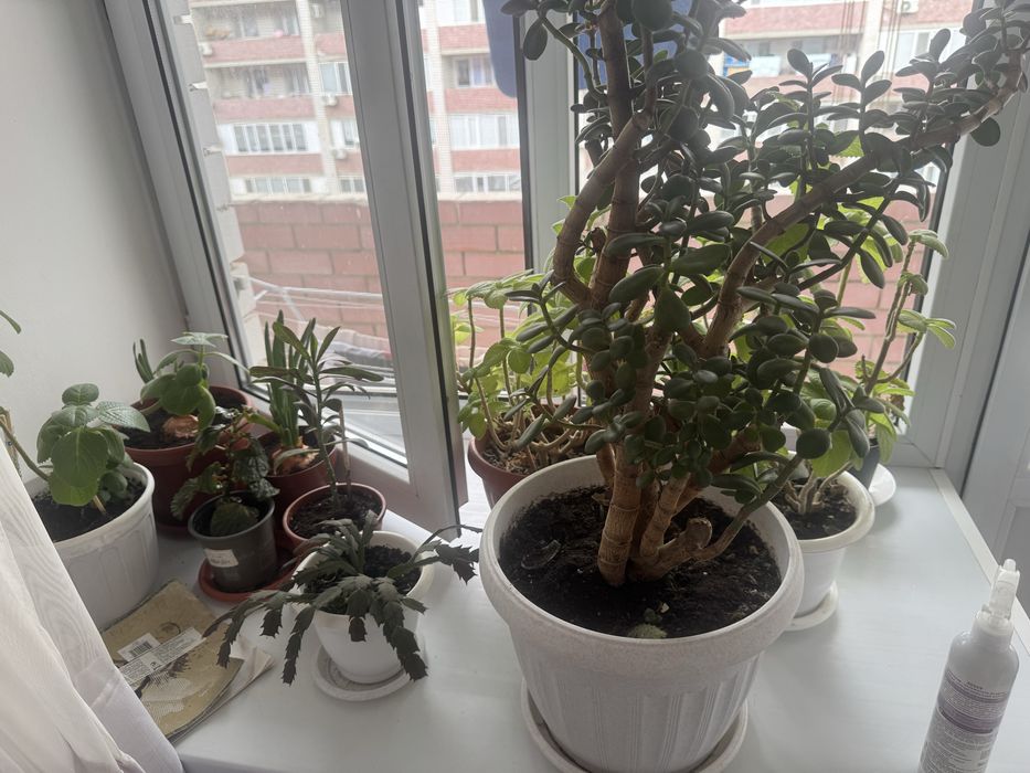 Продаю домашние цветы