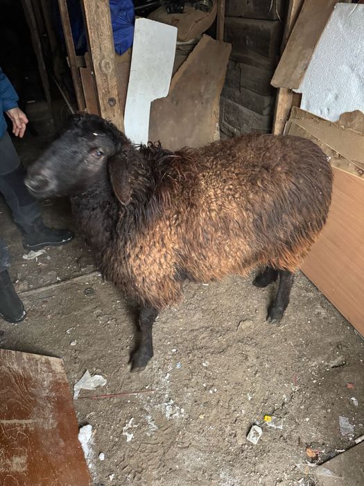 семиз койлар сатылады оптом бар