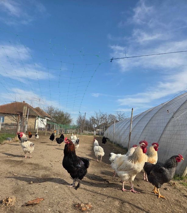 Vând cocoși :Sussex, Plymouth Rock Barat, Australop, New Hampshie.
