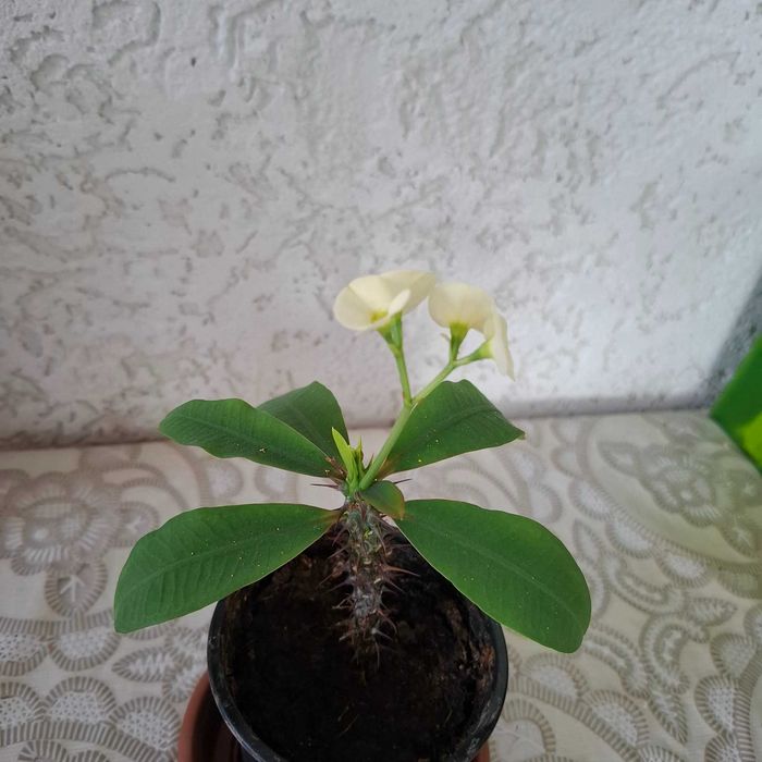 Стайно цвете Исусов Венец