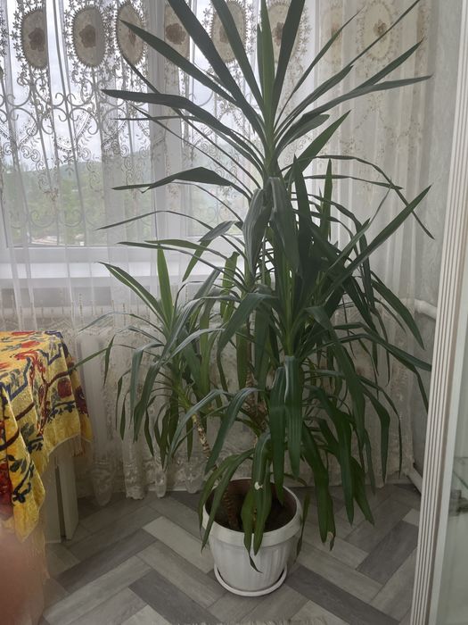 Пальма       Юка