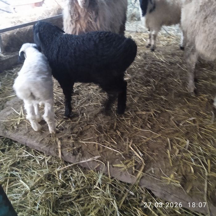 Козылар. Ягнята.