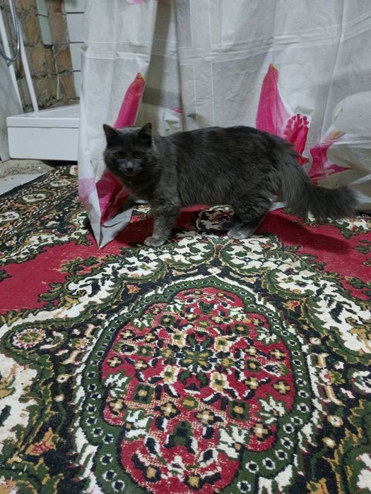 Продам пародистого кота 1года нет ещё