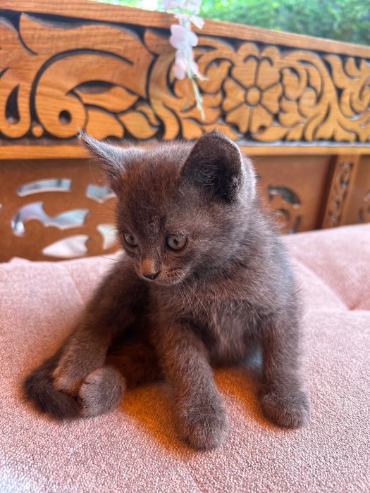 Котята в хорошие руки