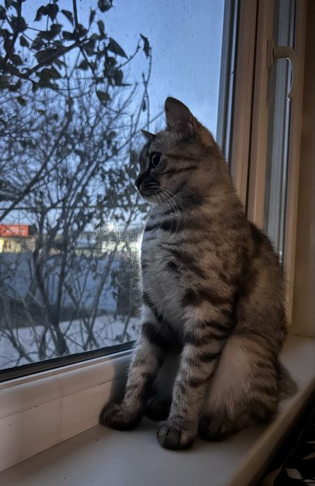 Отдам кошку в добрые руки