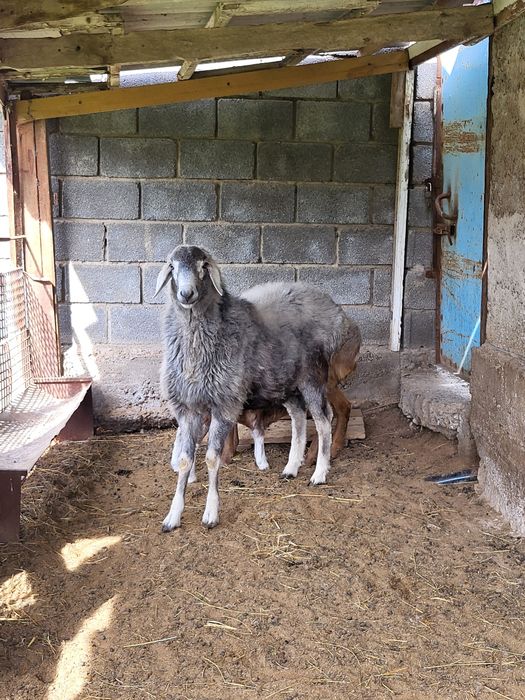 Қозылы қой +Қошқар сатылады