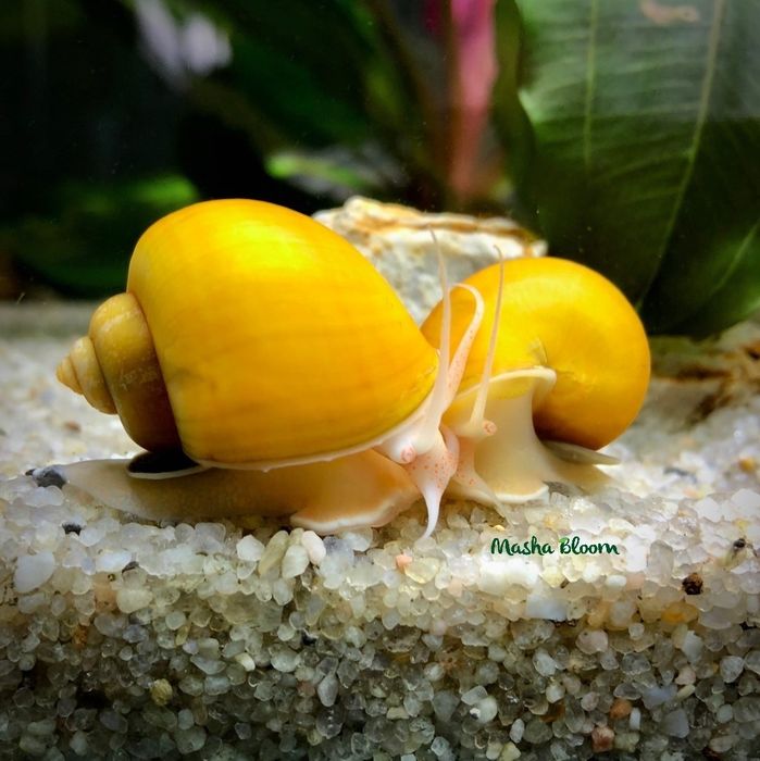 Ампулярия улитка