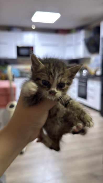 Отдам котят в добрые ручки