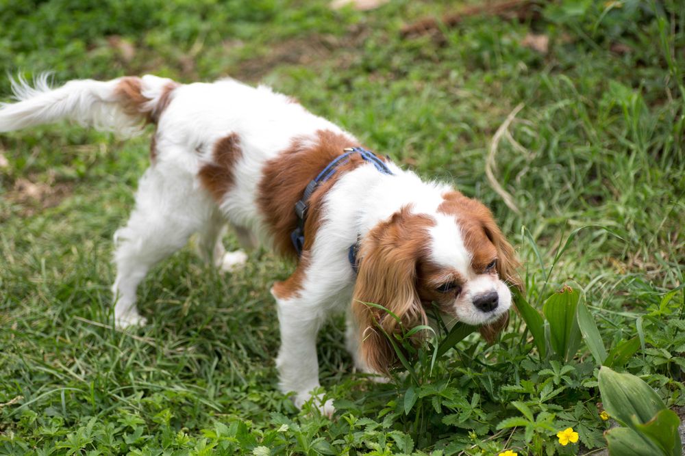 CAZARE caine,pensiune PET HOTEL,PET SITTER bona animale
