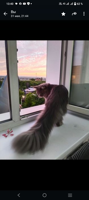 Вязка кот Мейн-кун