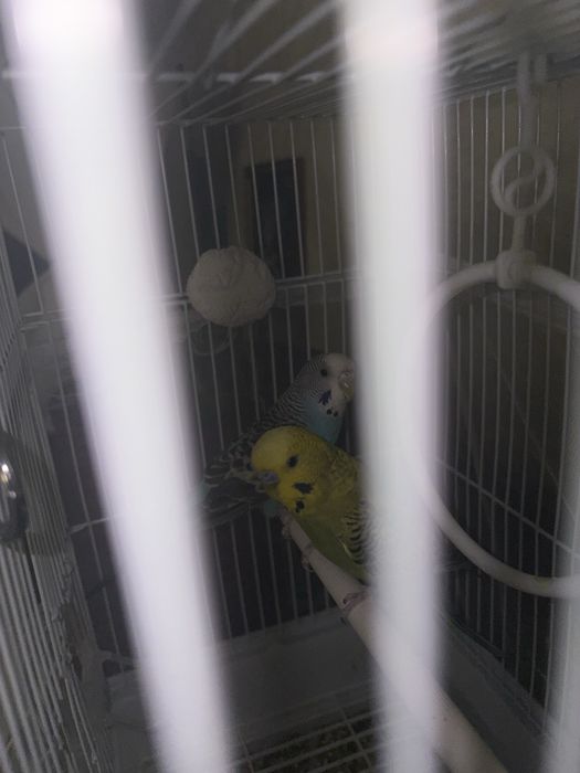 Волнистые попугаи с клеткой