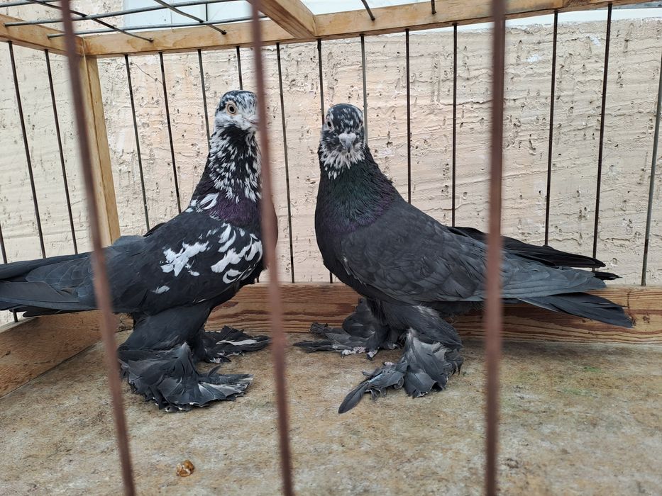 Голуби -гульсары, самцы молодые