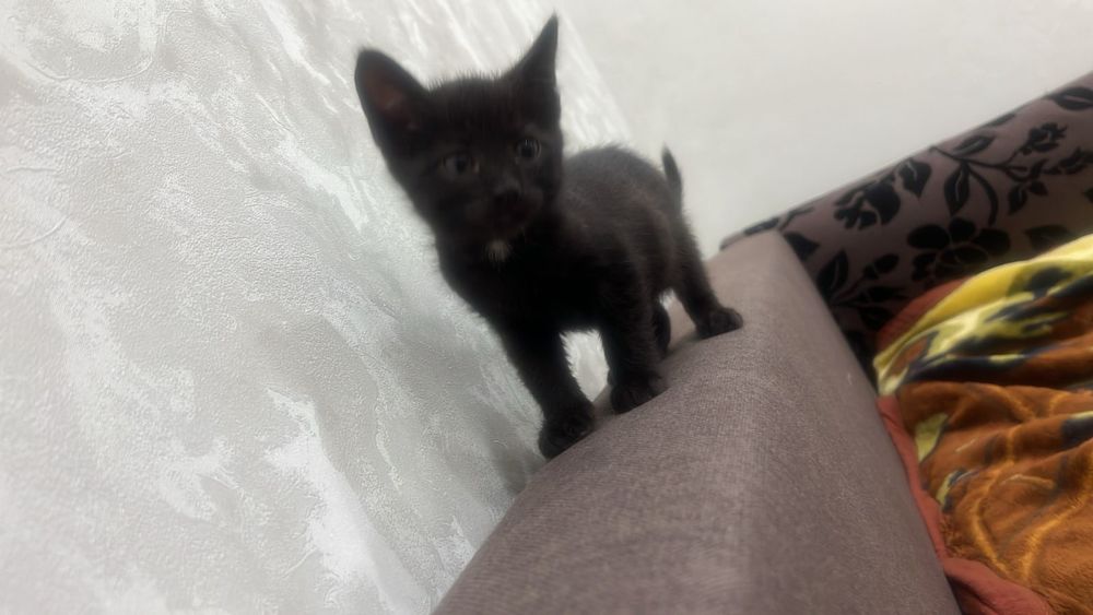 Котята отдам даром