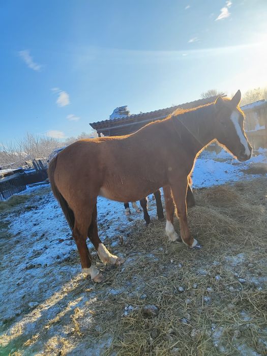 Продам лошадей, две кобылы и полторашка