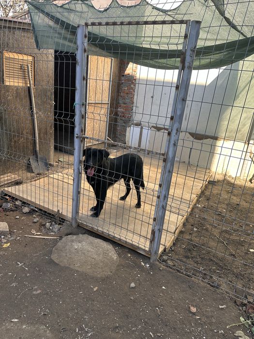 dau inspre adoptie corcitura de labrador