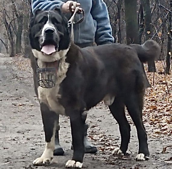 Щенки алабайчики