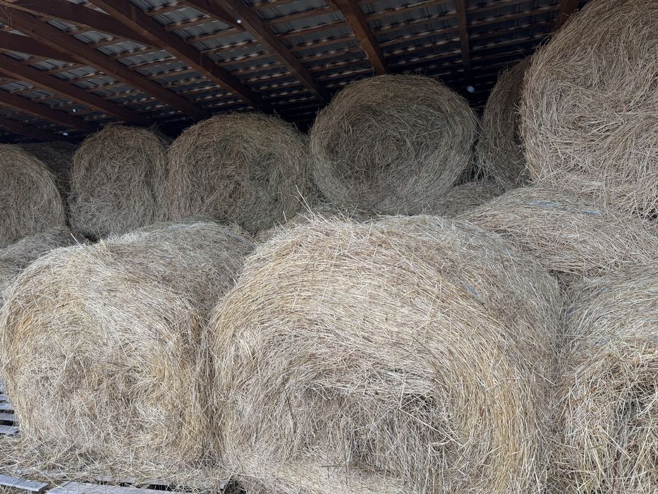 Vand baloti rotunzi de fan 160!!  Pret 250lei