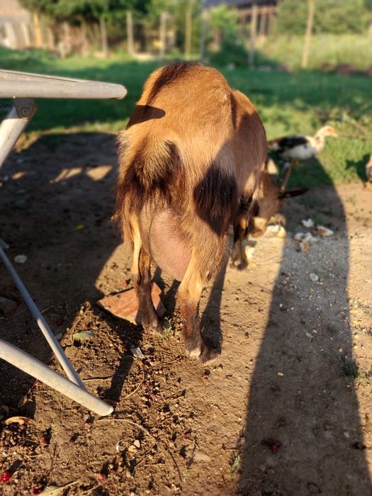 Vând o capra alpin franceza