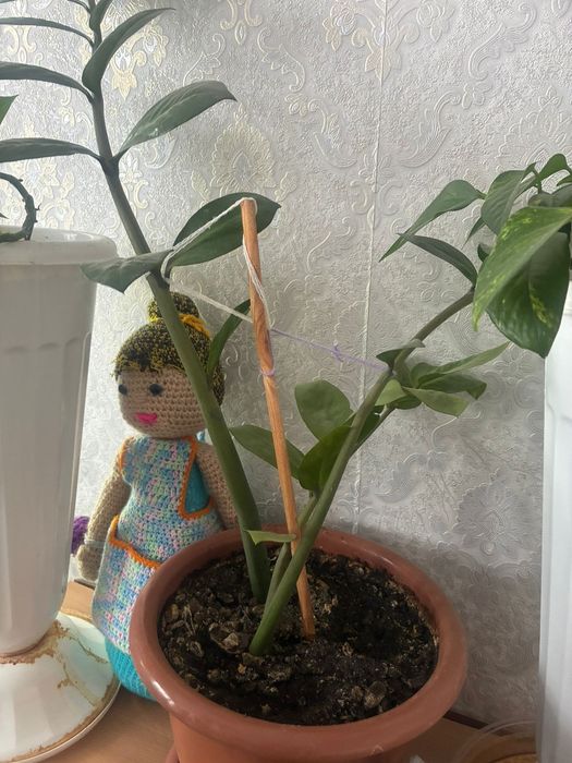 Продам живые цветы