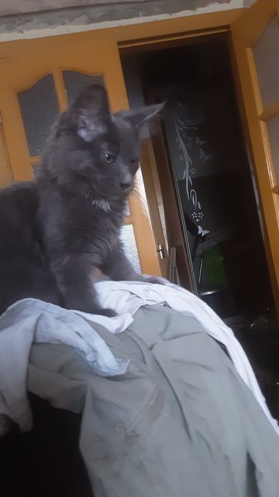 Продам котят помесных