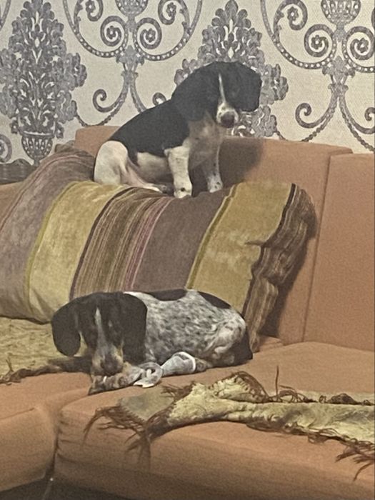 Собаки щенки такса и спаниель