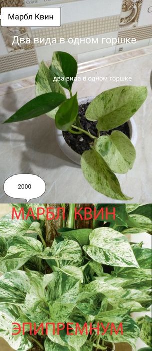 Продам Сциндапсусы