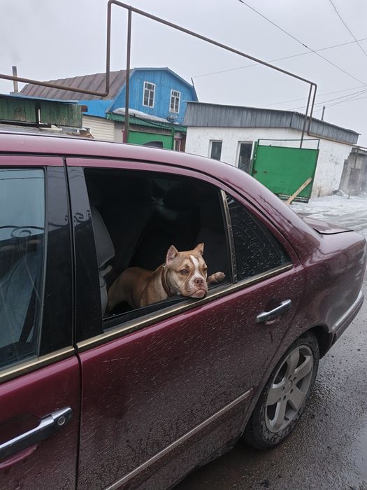 Продам американского Буля