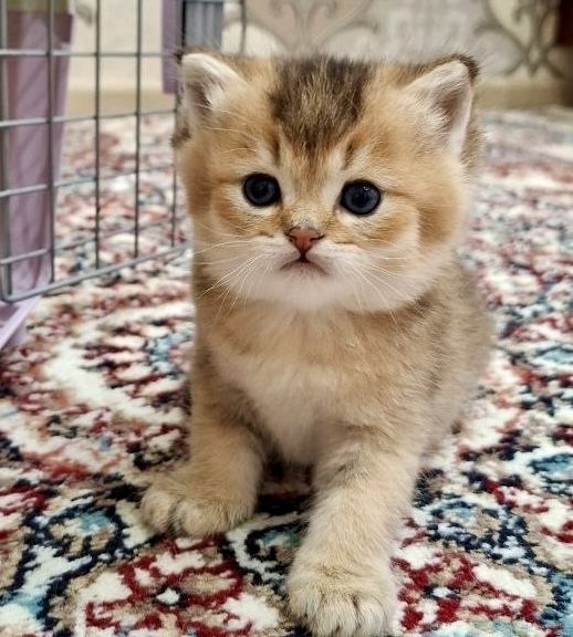 Британские котята золотые шиншиллы