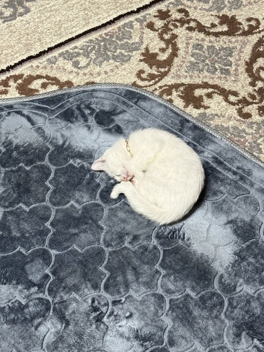 Котенок белый , месяца 4