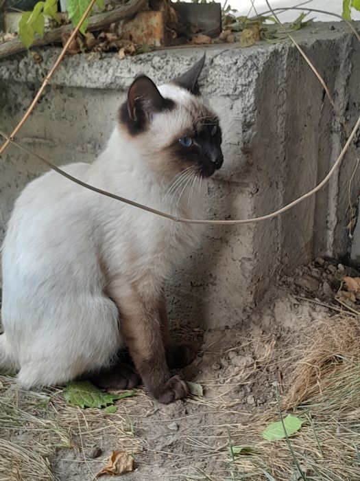 Siamiskaya nasilli mushuk sotiladi