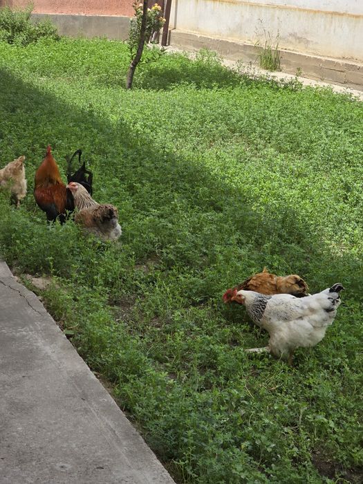 Куры и петух брама