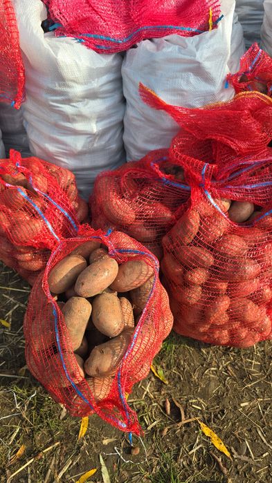 Cartofi Red Lady si albi alegria