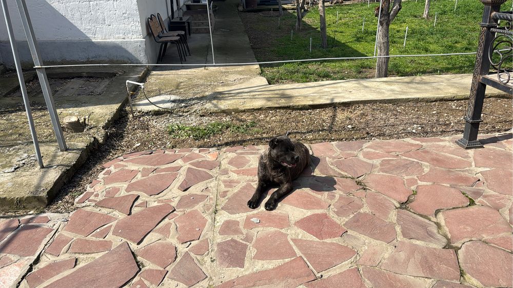 Щенок кане корсо