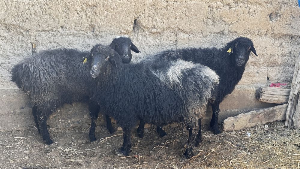 Майда мал, қой сатылады. 3 шт