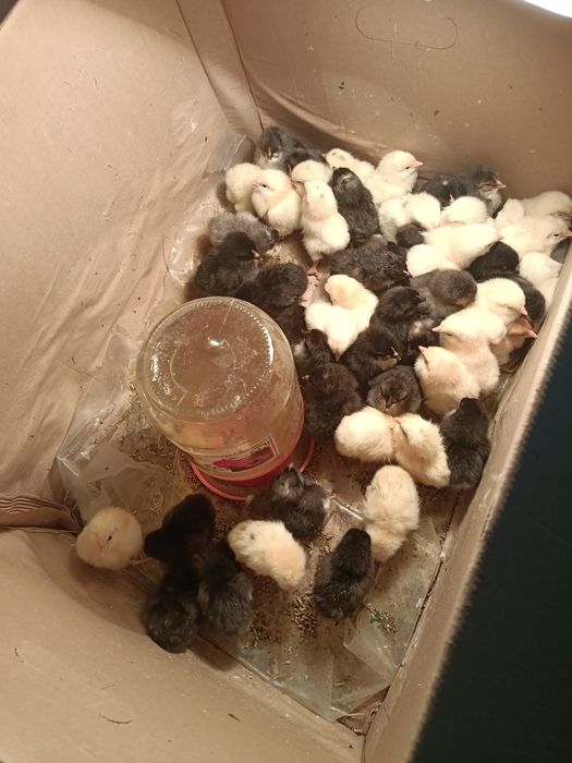 Продам домашних цыплят