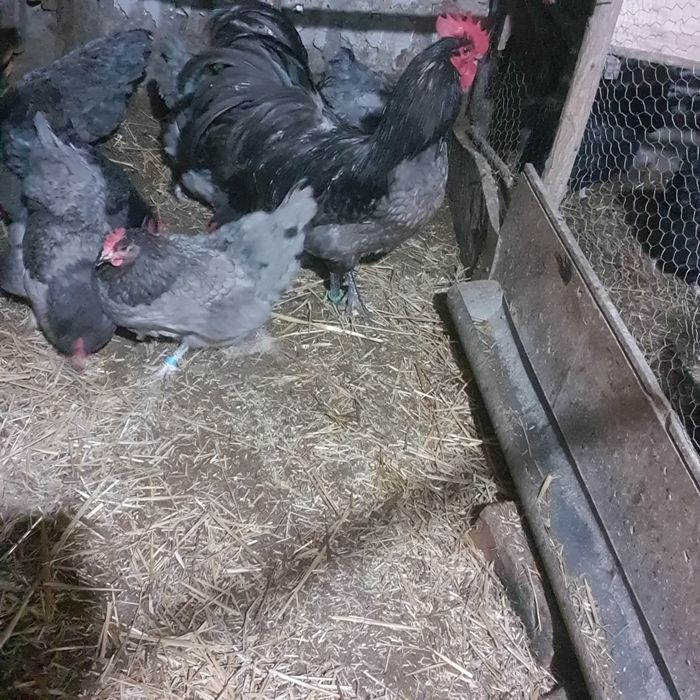 Ouă pentru incubat!