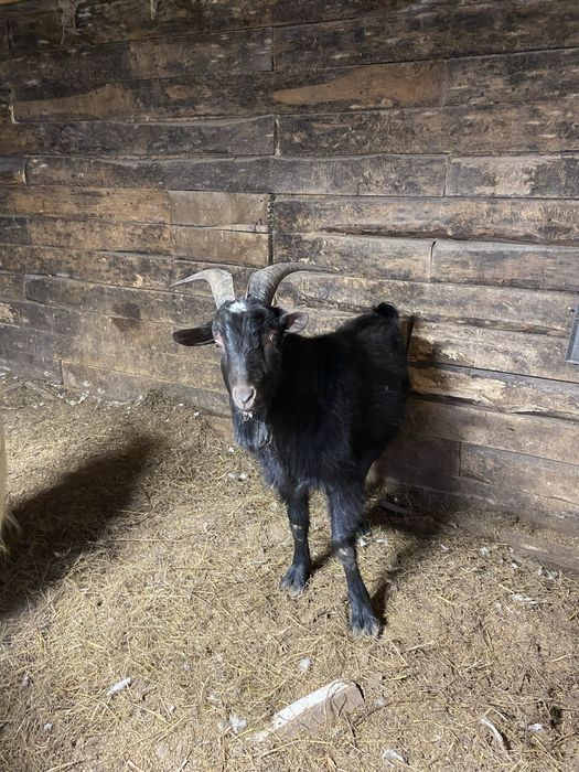 Продам коз срочно