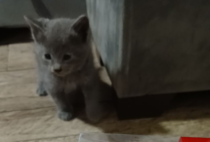 Скоттш фолд 1.5 ойли