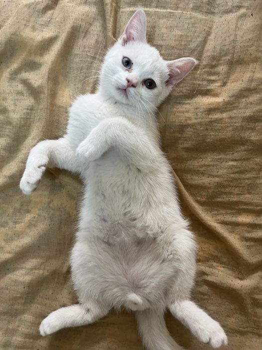 Продаются породистые котята Scottish Straight