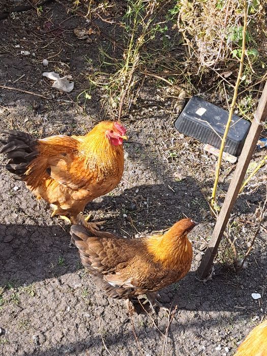 Молодые петухи для разведения