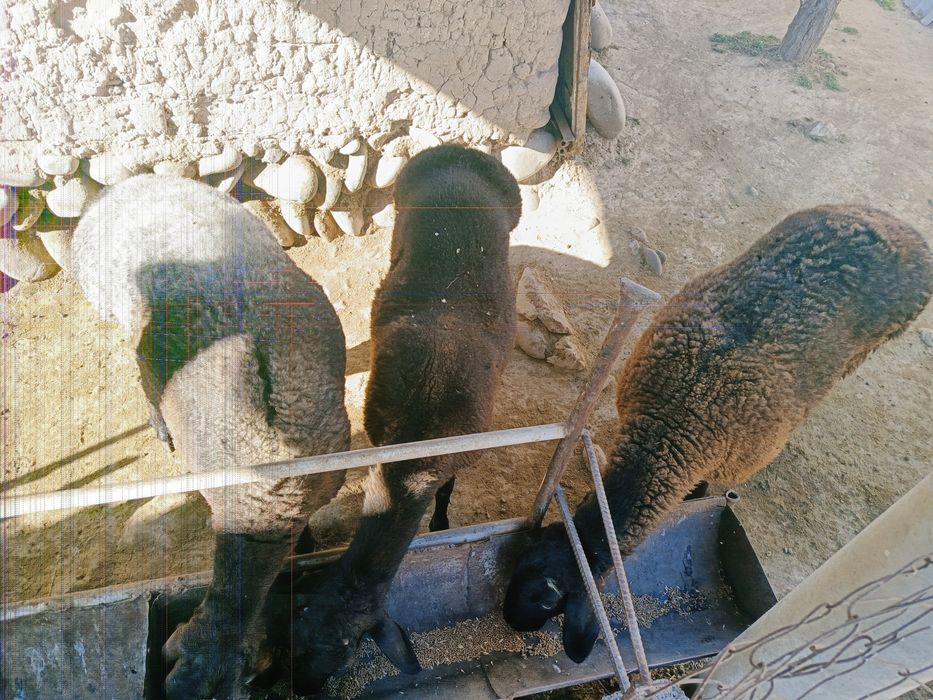 Shu qoylardan donaga sotiladi