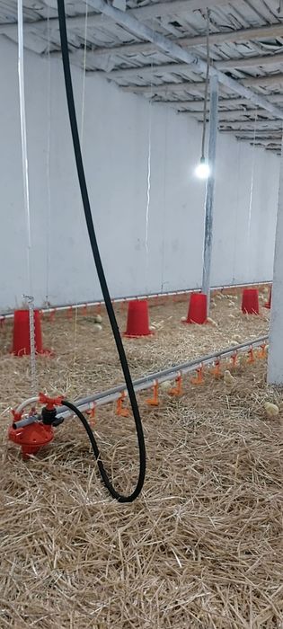 Линия поения для бройлеров