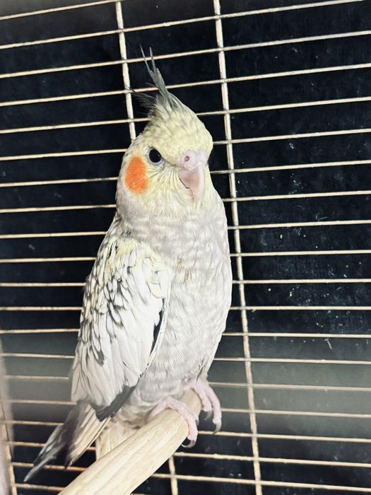 Прадам папугаяв корелла