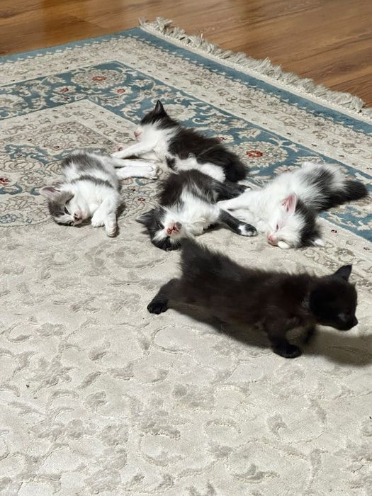 Домашние котята, умные, игривые